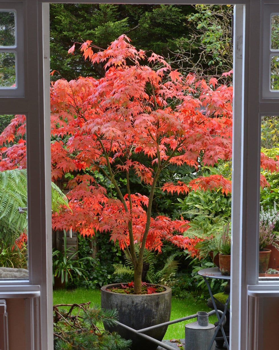 a white cat sits on a mat by french doors overlooking a garden (my garden) and japanese maple in full autumn glory