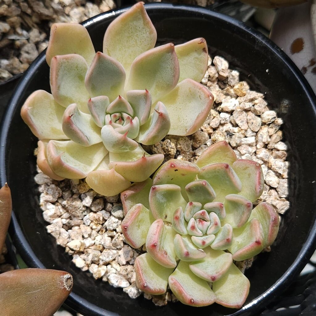 Echeveria turgida [Echeveria turgida Rose, 1905]