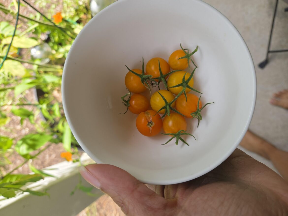 Newbie. First harvest!