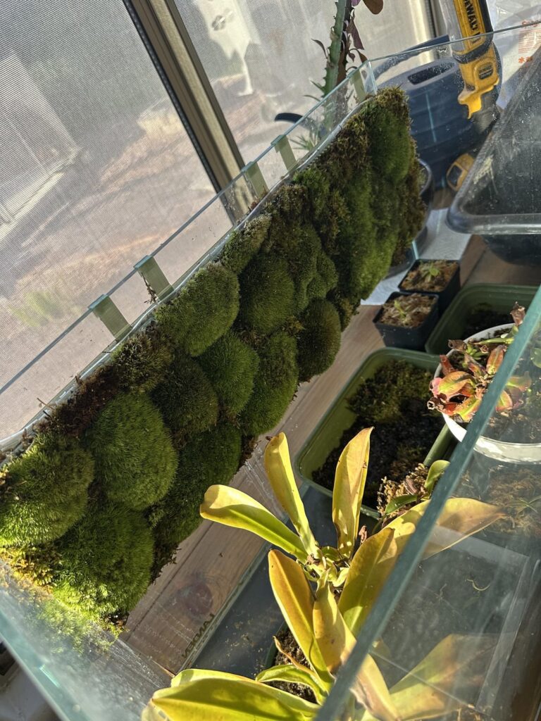 Living Moss Wall