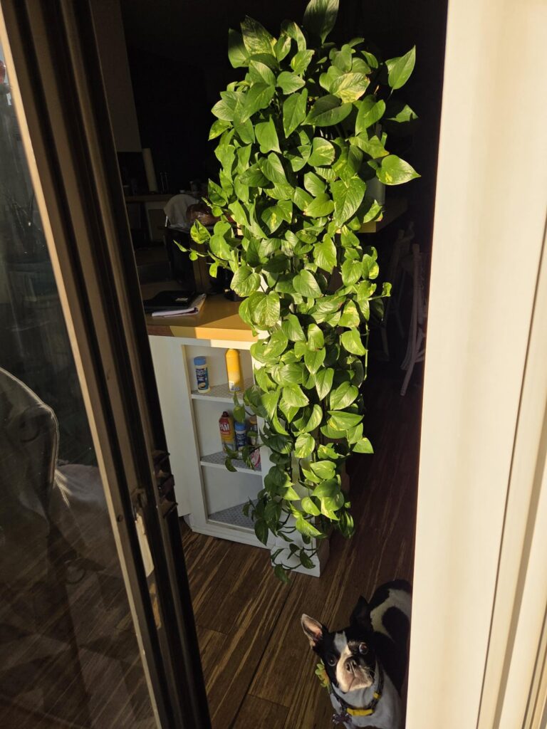 my 6 foot pothos