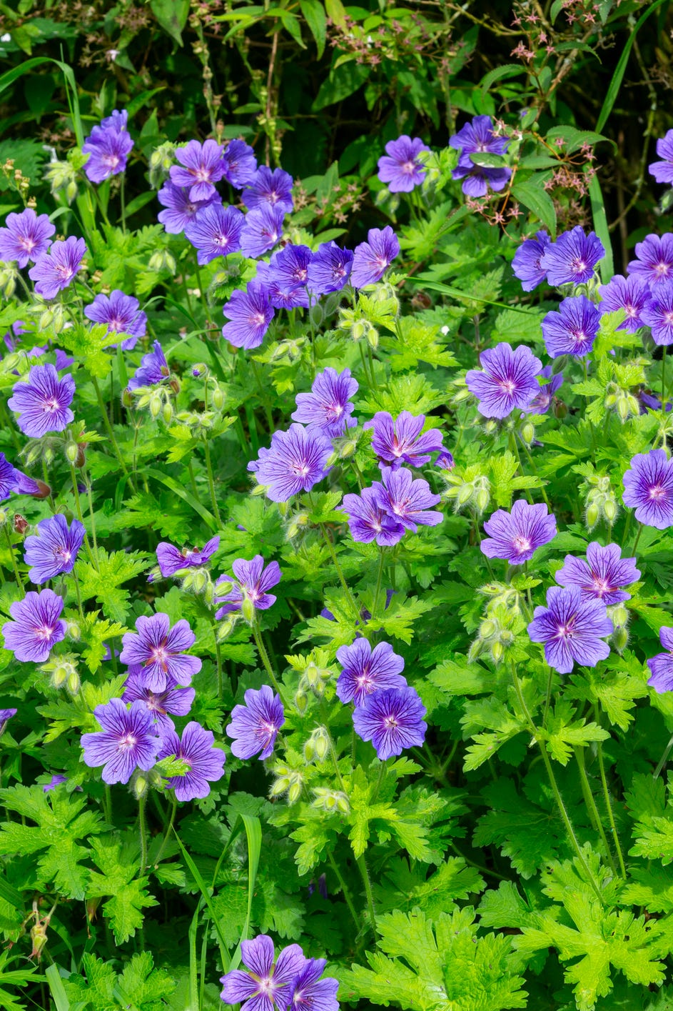 best shade perennials perennial geranium