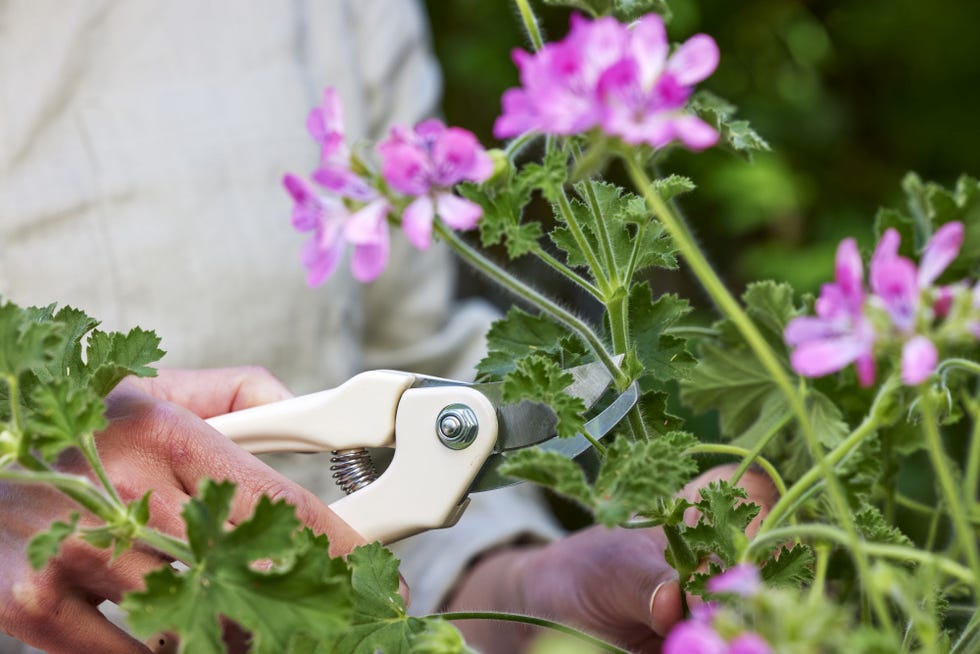 pelargonium (bedding geraniums)