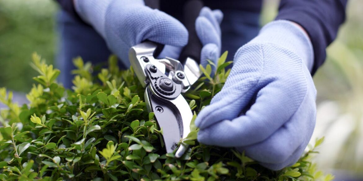 Want Healthier Shrubs? Here’s The Right Way To Trim And Prune Them Want Healthier Shrubs? Here’s The Right Way To Trim And Prune Them