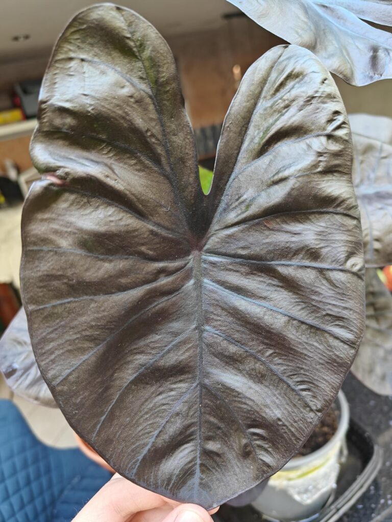 Colocasia 'Black Coral'