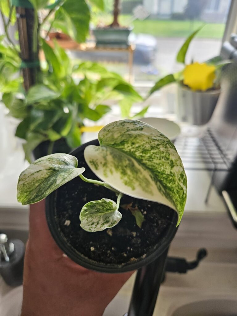 Is this still considered rare? White monster I just bought, happy as I can be!