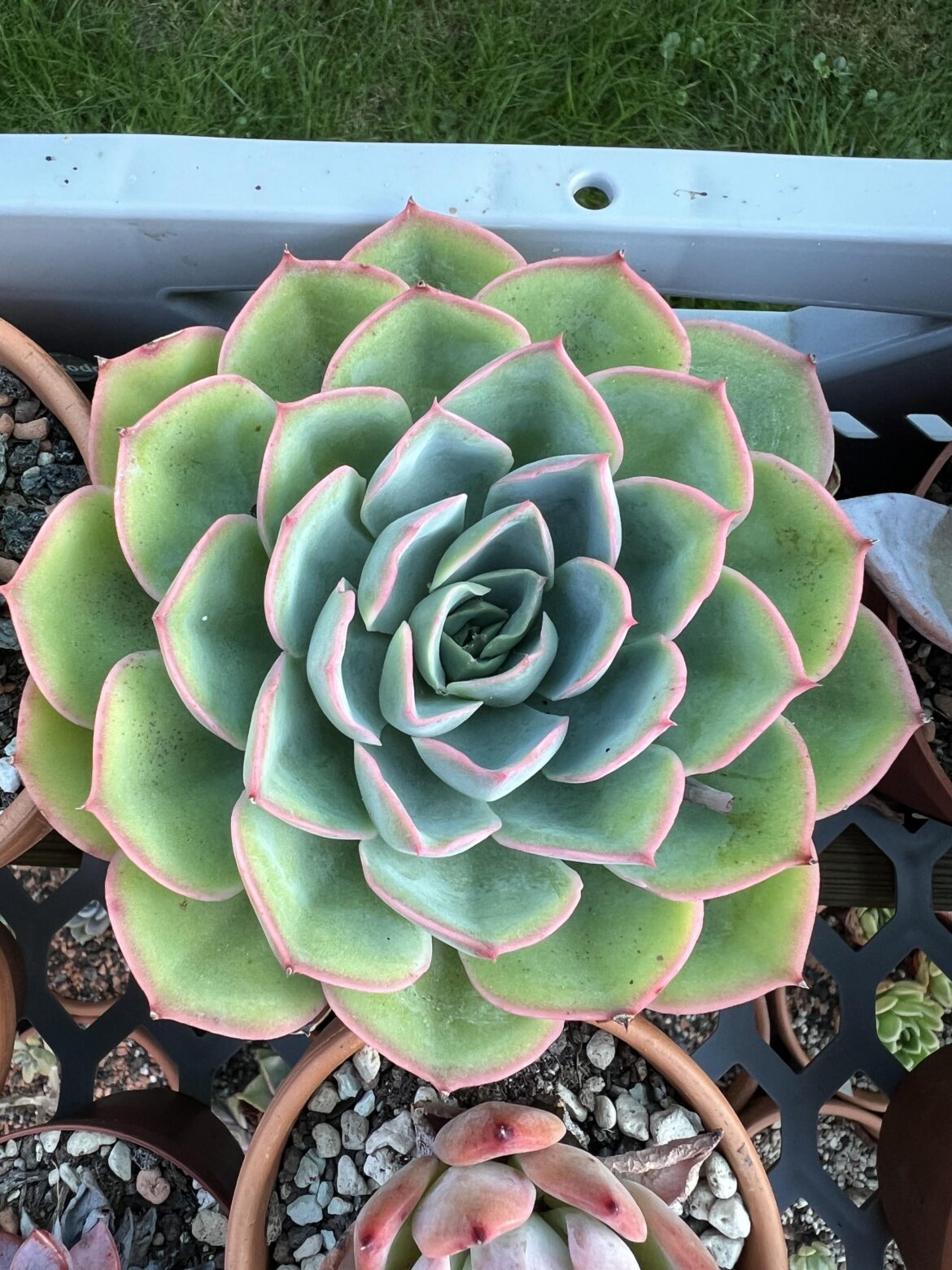 Echeveria Fora