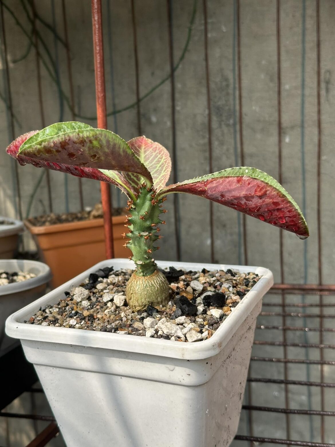 Monadenium magnificum