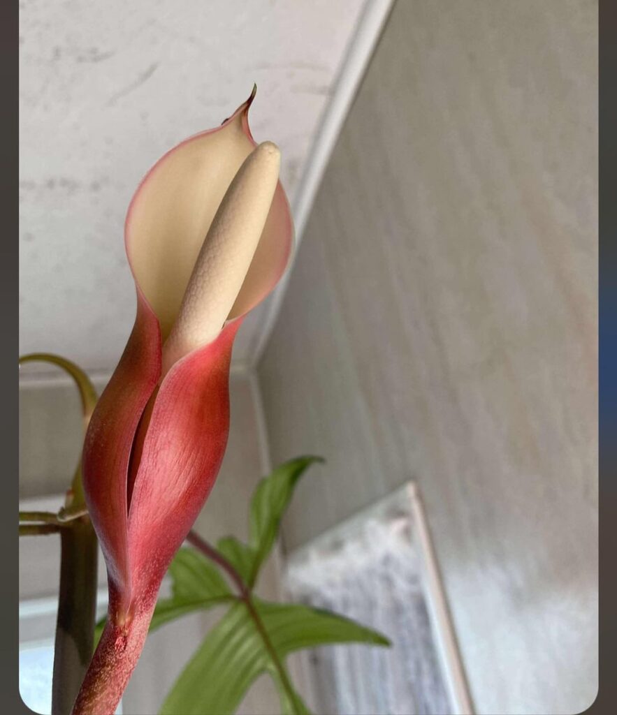 ISO: Anyone have any flowering Philos for sale?