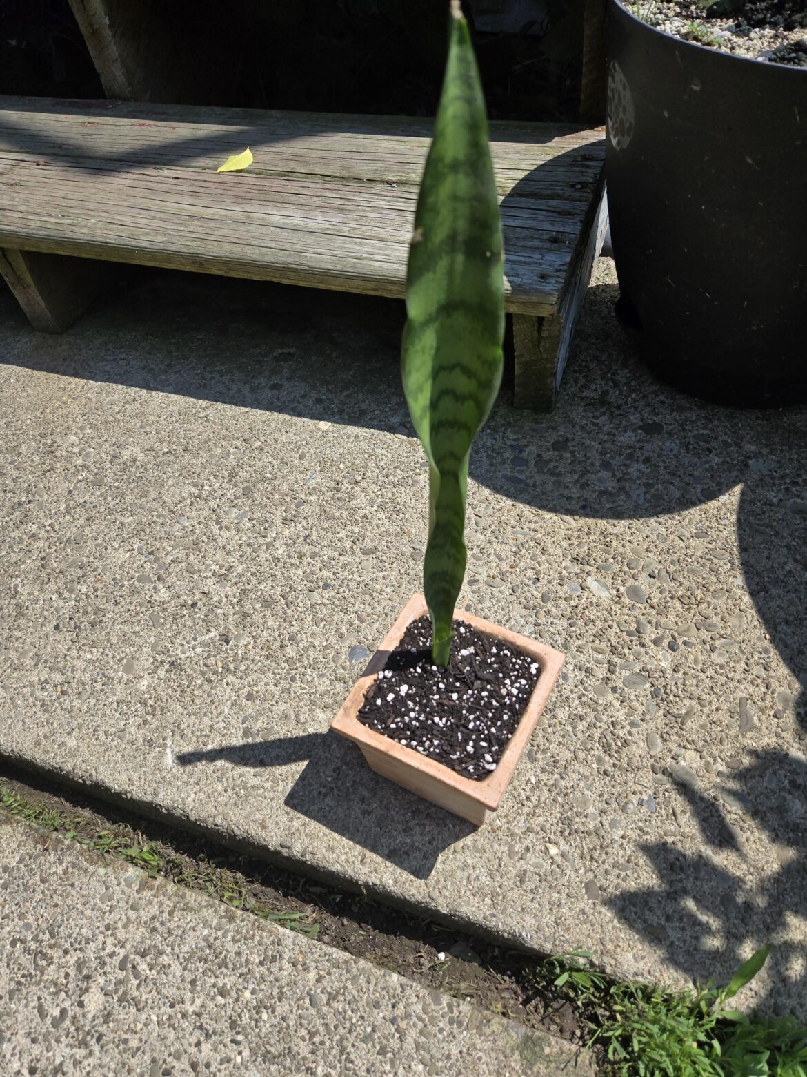 I've had this snake plant for nearly 3 years, hasn't grown a bit
