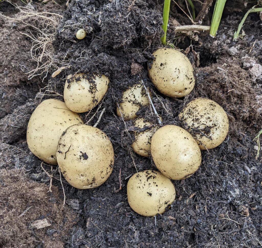Potatoes lifted plus ants by the thousand Potatoes lifted plus ants by the thousand