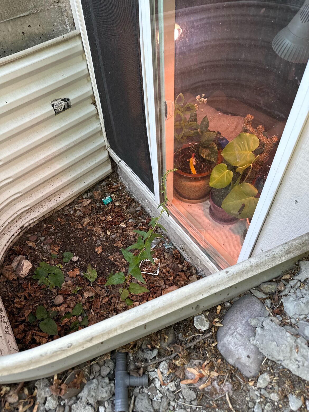 This freeloader in my window well loves my grow light. Should I charge it rent?