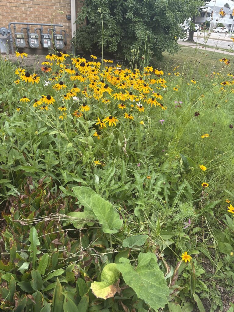 Sad to be leaving my restored pollinator yard. I hope the new owners don’t rip it out. Sad to be leaving my restored pollinator yard. I hope the new owners don’t rip it out.