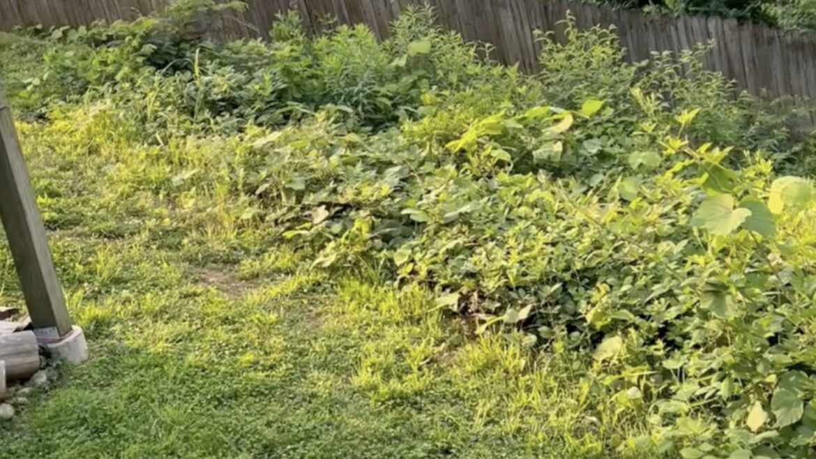 Landscaper shares satisfying before-and-after footage after unconventional backyard project: ‘This is so brilliant’ Commenters were amazed.