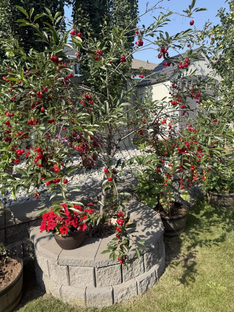 What is this? And is it ready to pick?