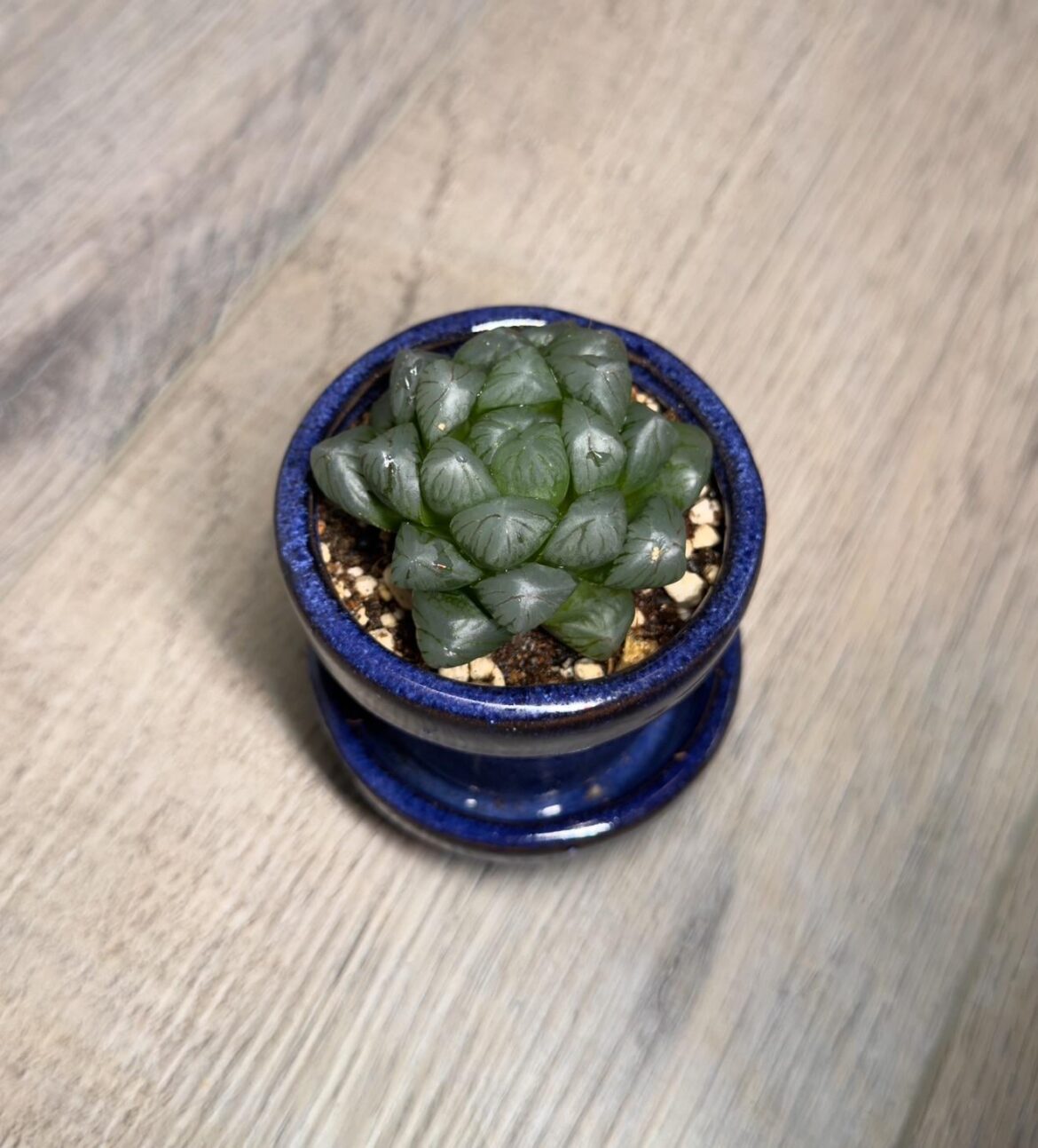 Would a South West facing window be too much?