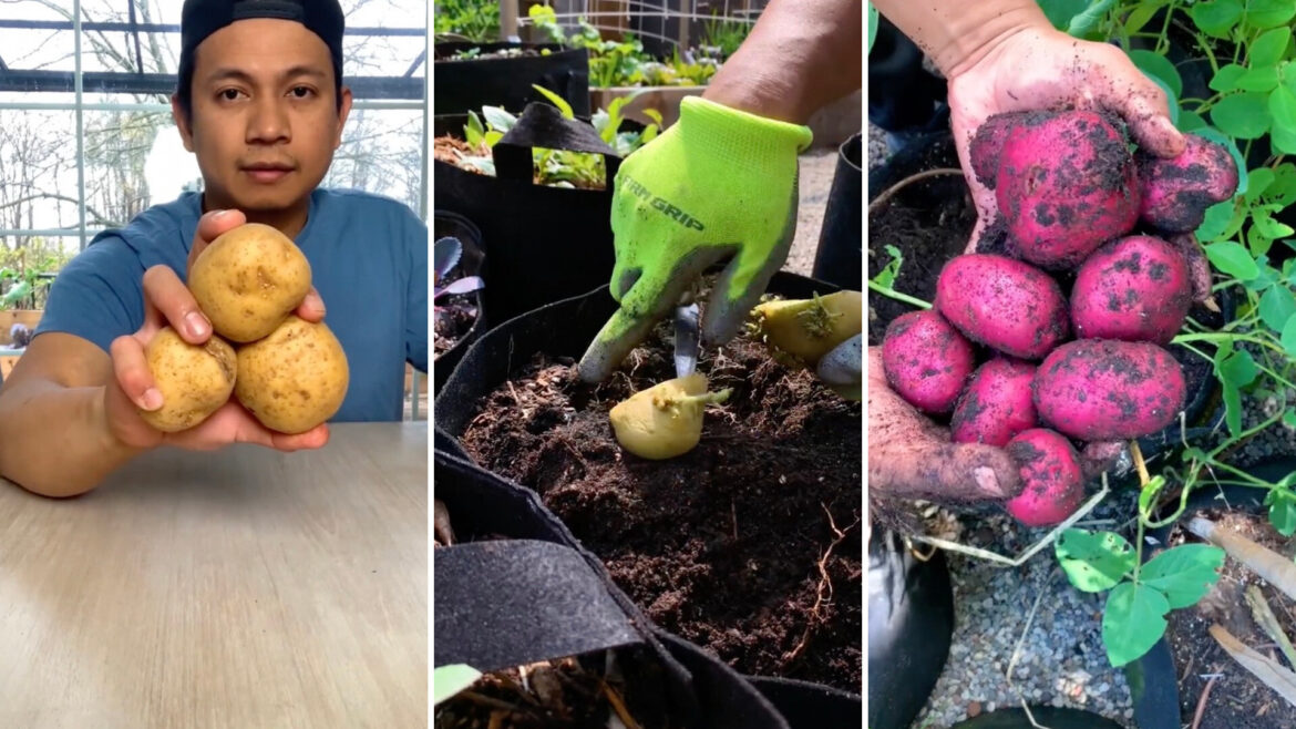 Gardening expert shares easy hack for an endless supply of popular produce: ‘This is so interesting’ You may never have to buy or lug a bag of it from the store again.