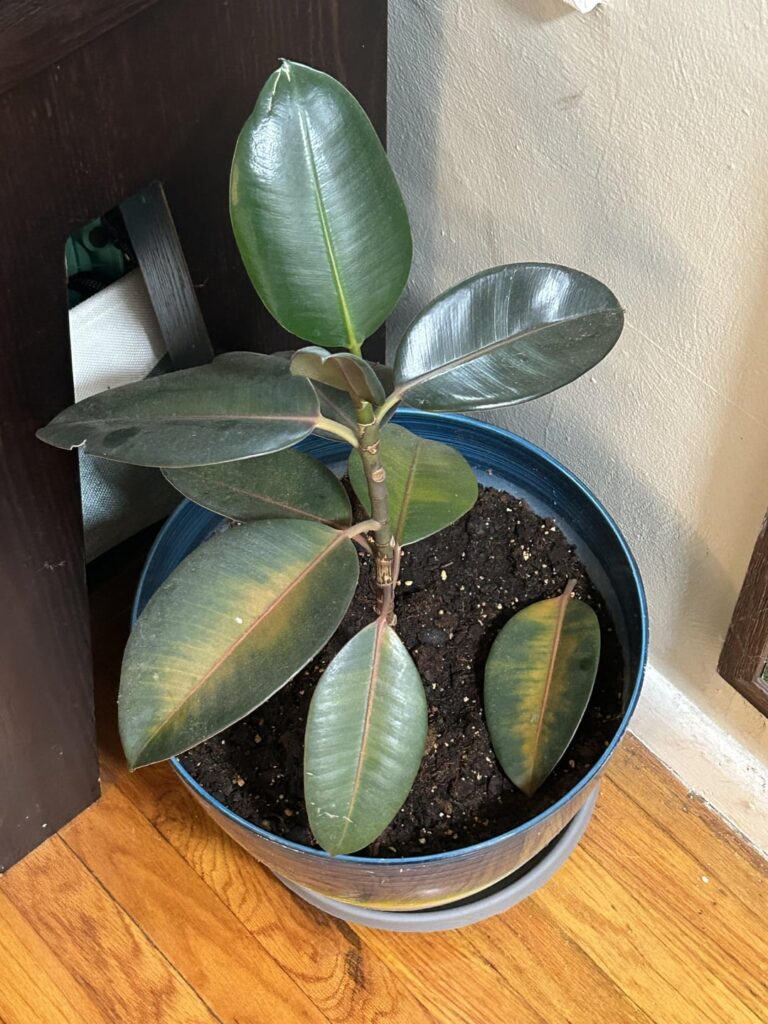 Losing leaves in the heat