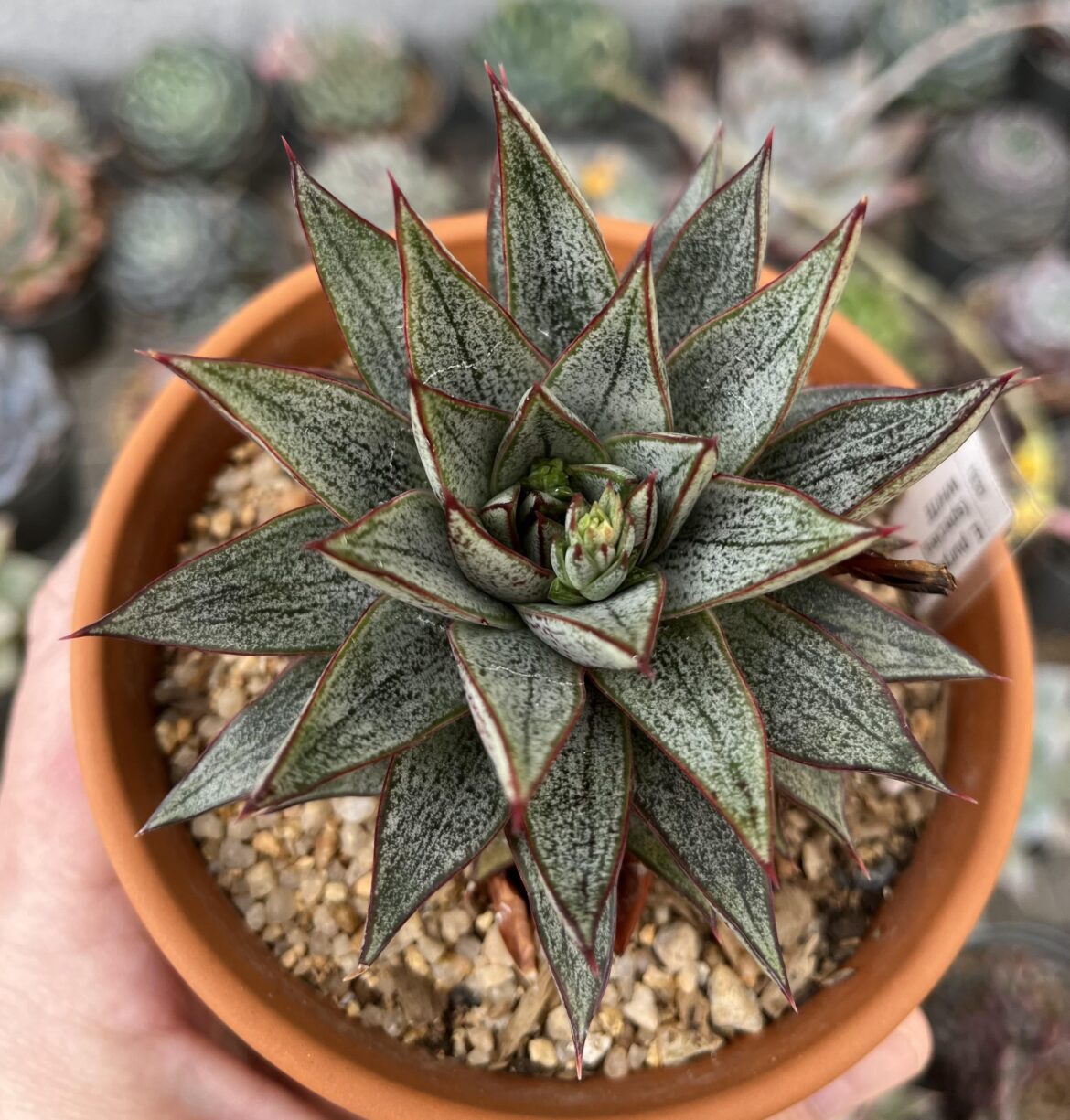A skinny purpupsorum.