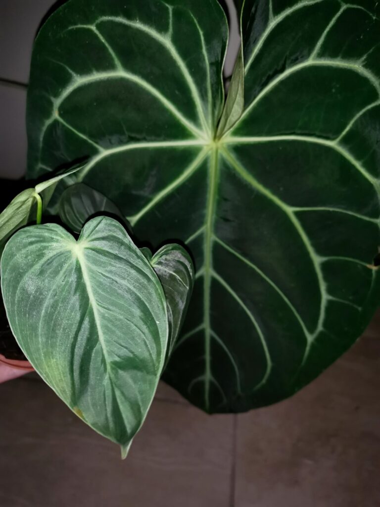More velvetly plants! More velvetly plants!