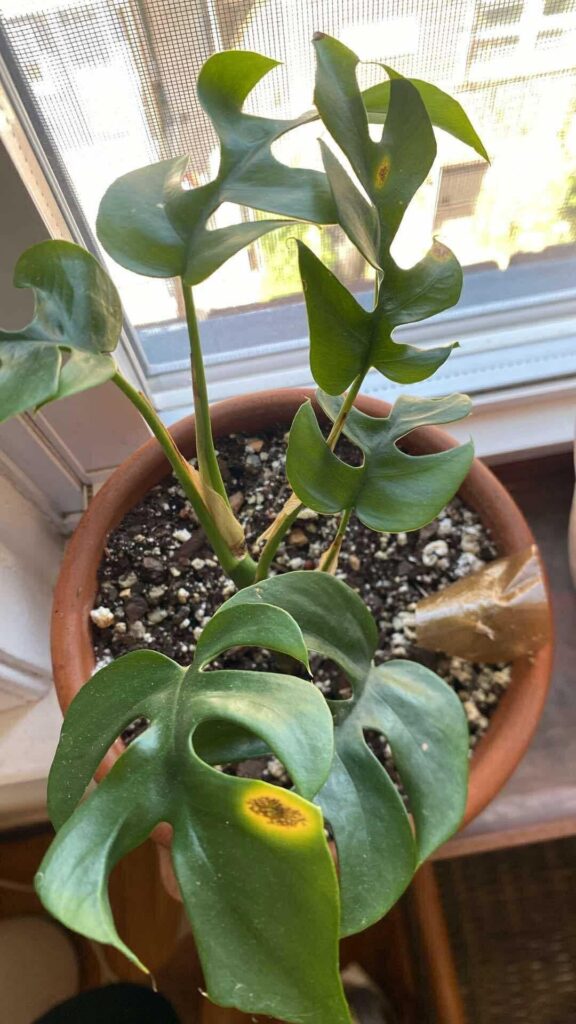 How screwed is my rhaphidophora tetrasperma? How screwed is my rhaphidophora tetrasperma?