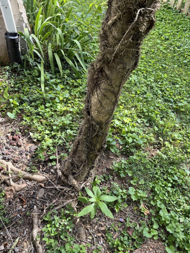 Should I cut off this vine?
