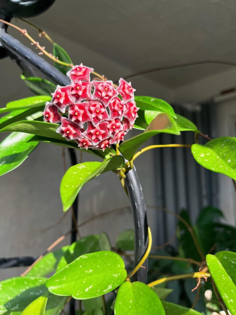 i’ve had this hoya for like 18 months and it decided to give me the most beautiful surprise 😭😍