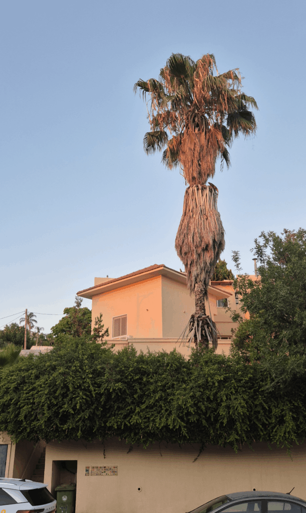 Should I Take This Palm Down?