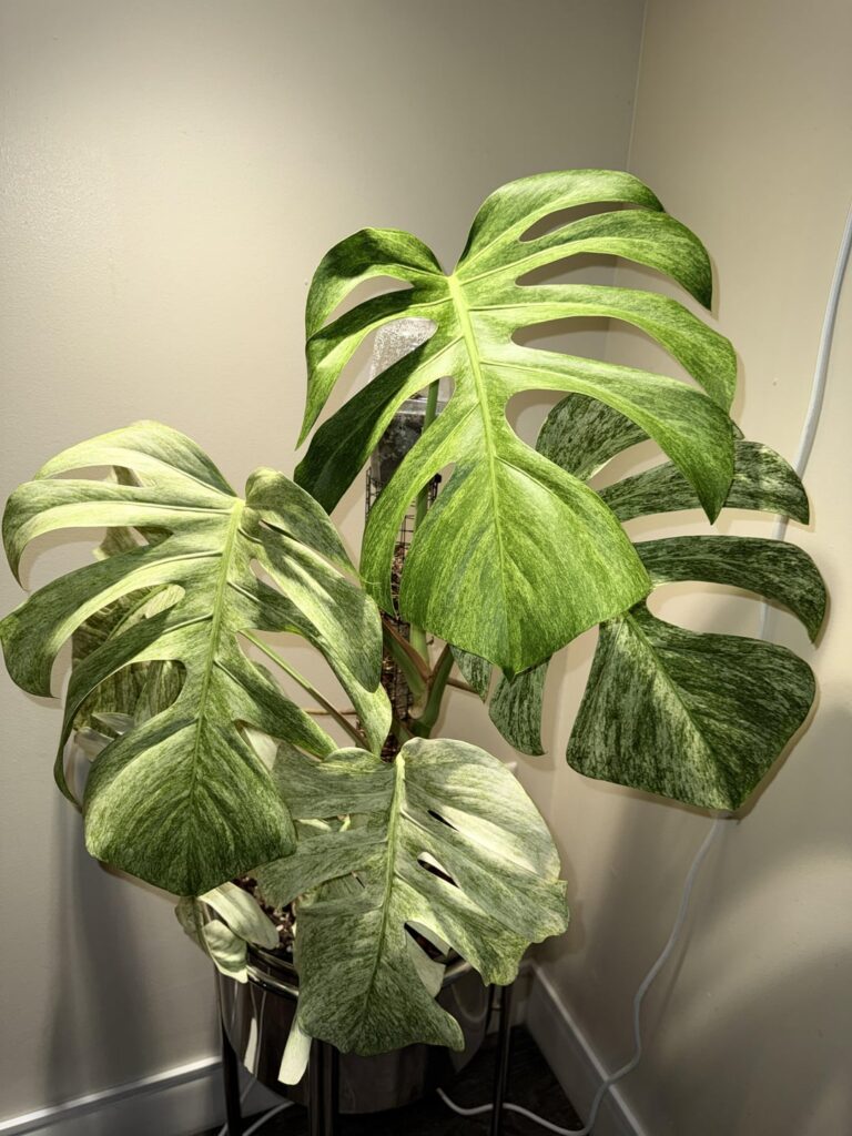 I love how my mint Monstera’s leaves are all so different.