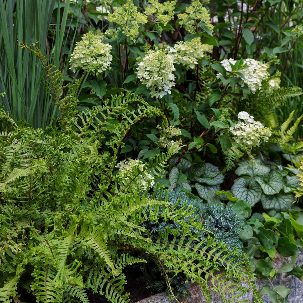lush garden bed featuring various leafy plants and flowers