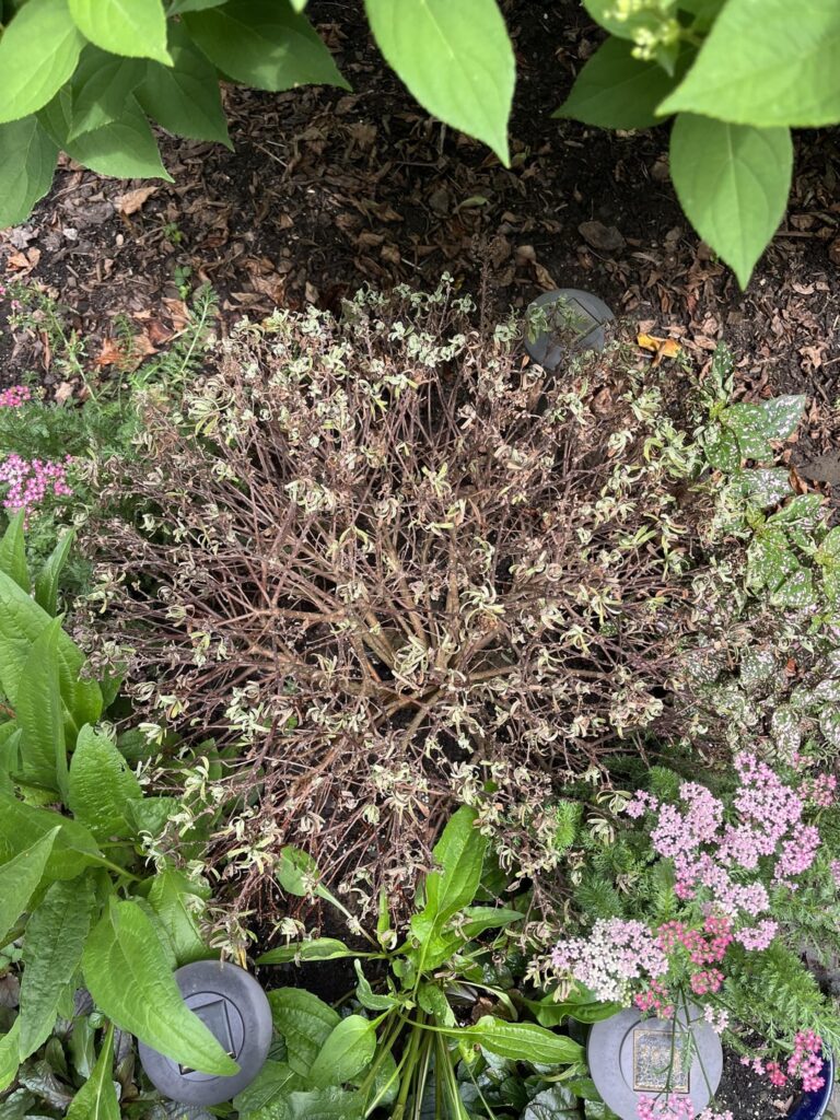 Daphne shrub is not happy