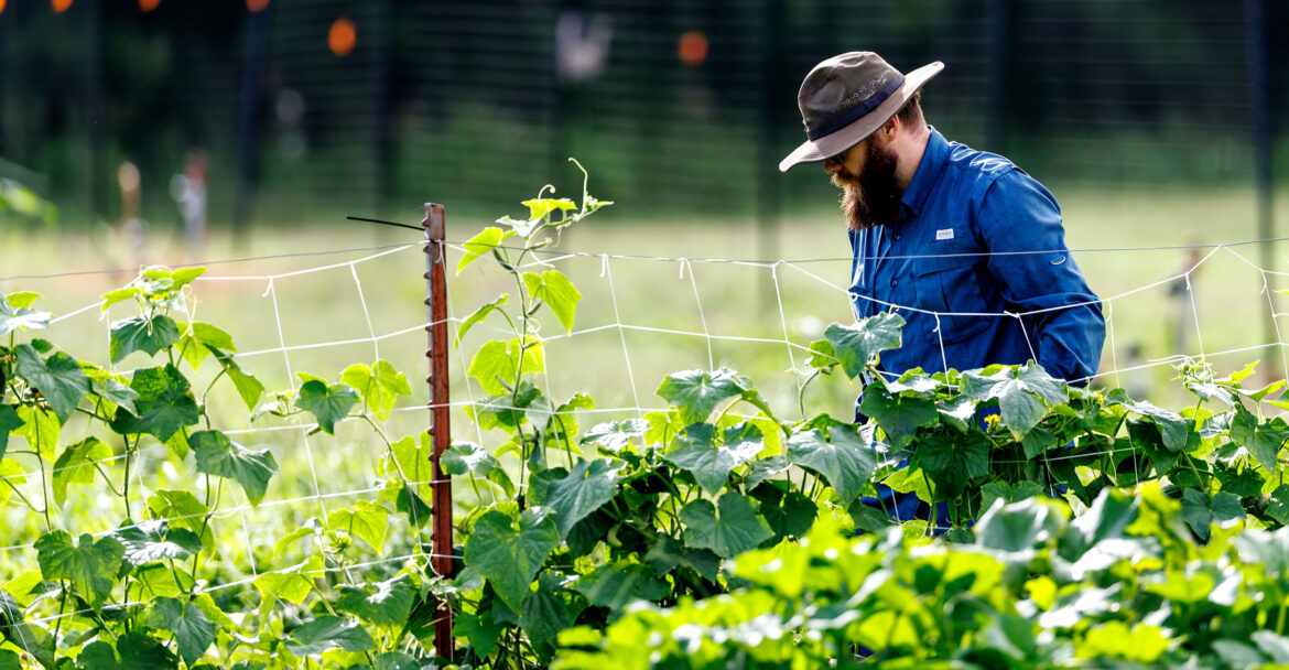 Keep your cool in the garden Protective clothing, including a long-sleeved shirt, long pants and a wide-brimmed hat are must-haves for gardeners to protect themselves from harmful UV rays. (Photo by Mitchell Alcala, OSU Agriculture)