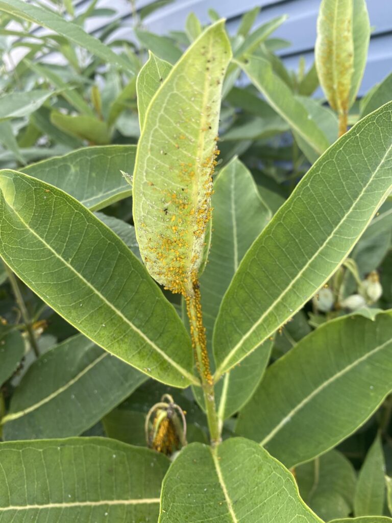 Sunflowers have little yellow bugs?