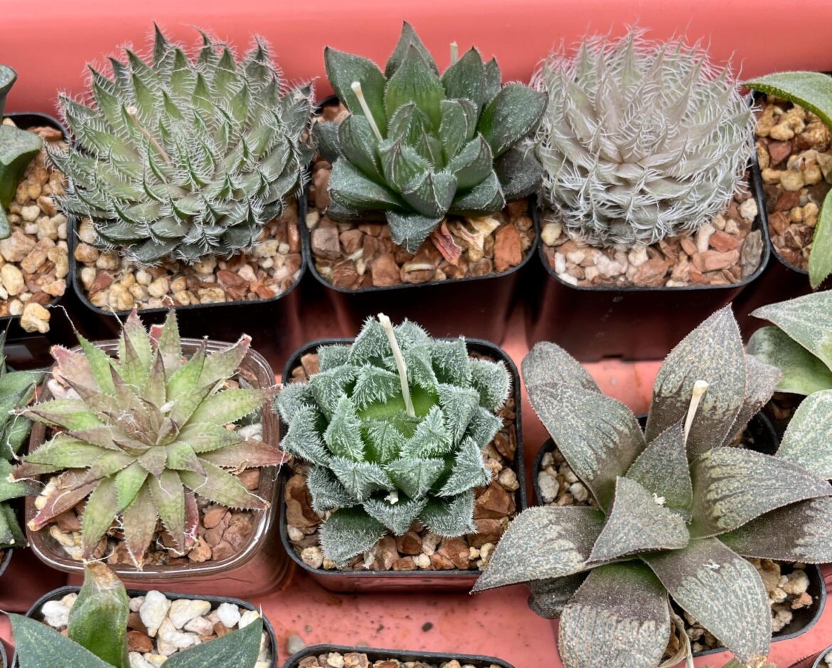 a few plants still small a few plants still small