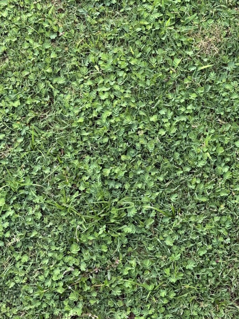 What is this that has taken over my yard? Atlanta GA