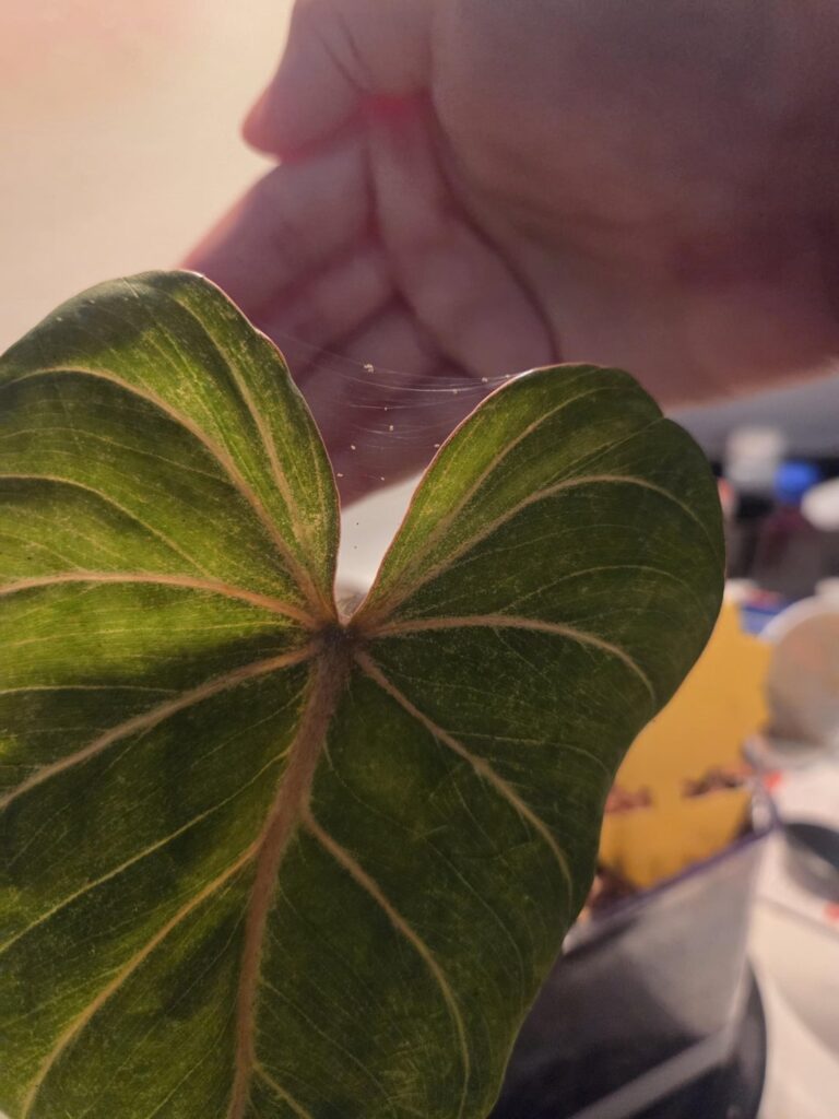 My first pest infestation!! ð My first pest infestation!! ð