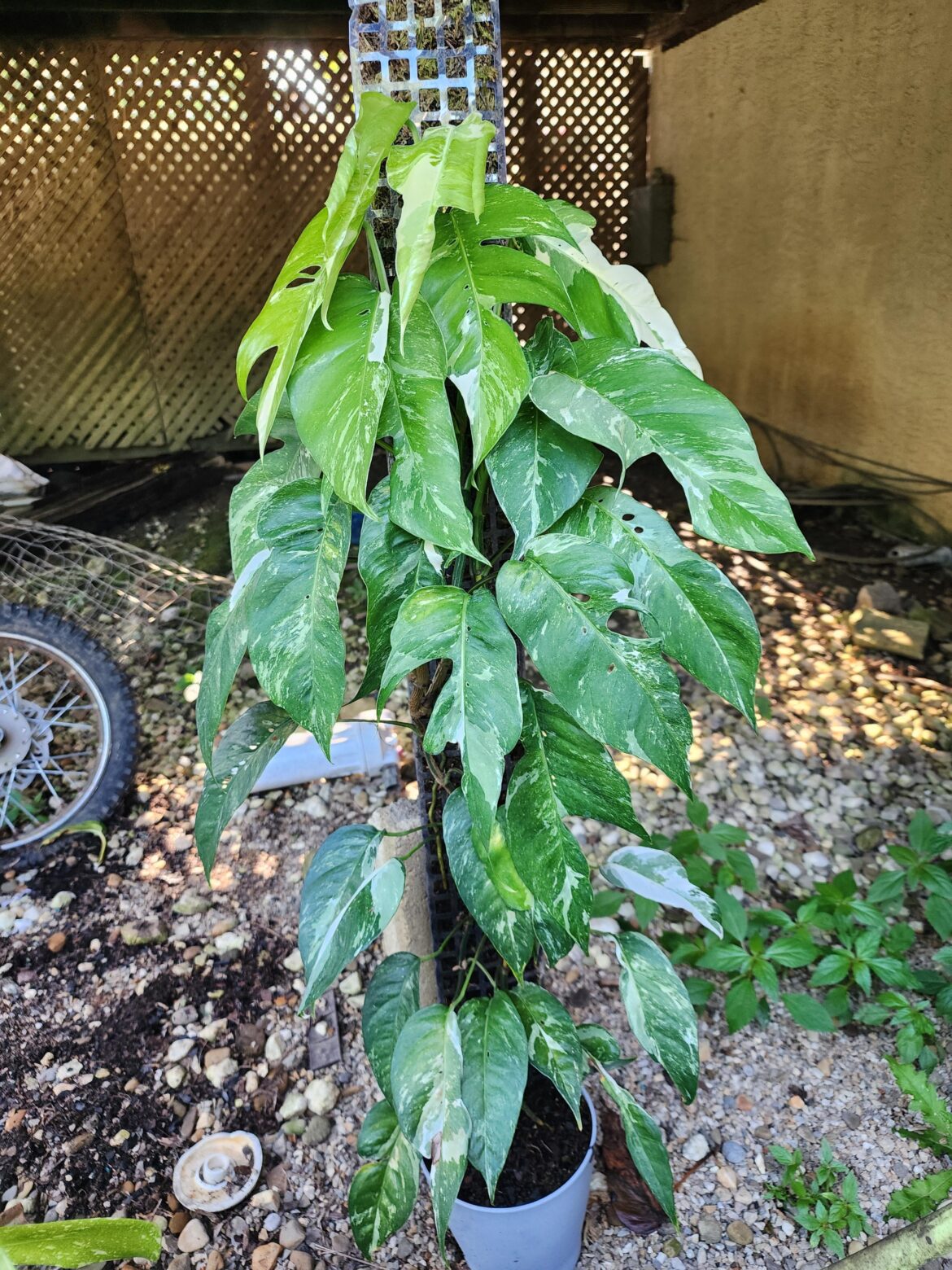 one of my pinnatum albo