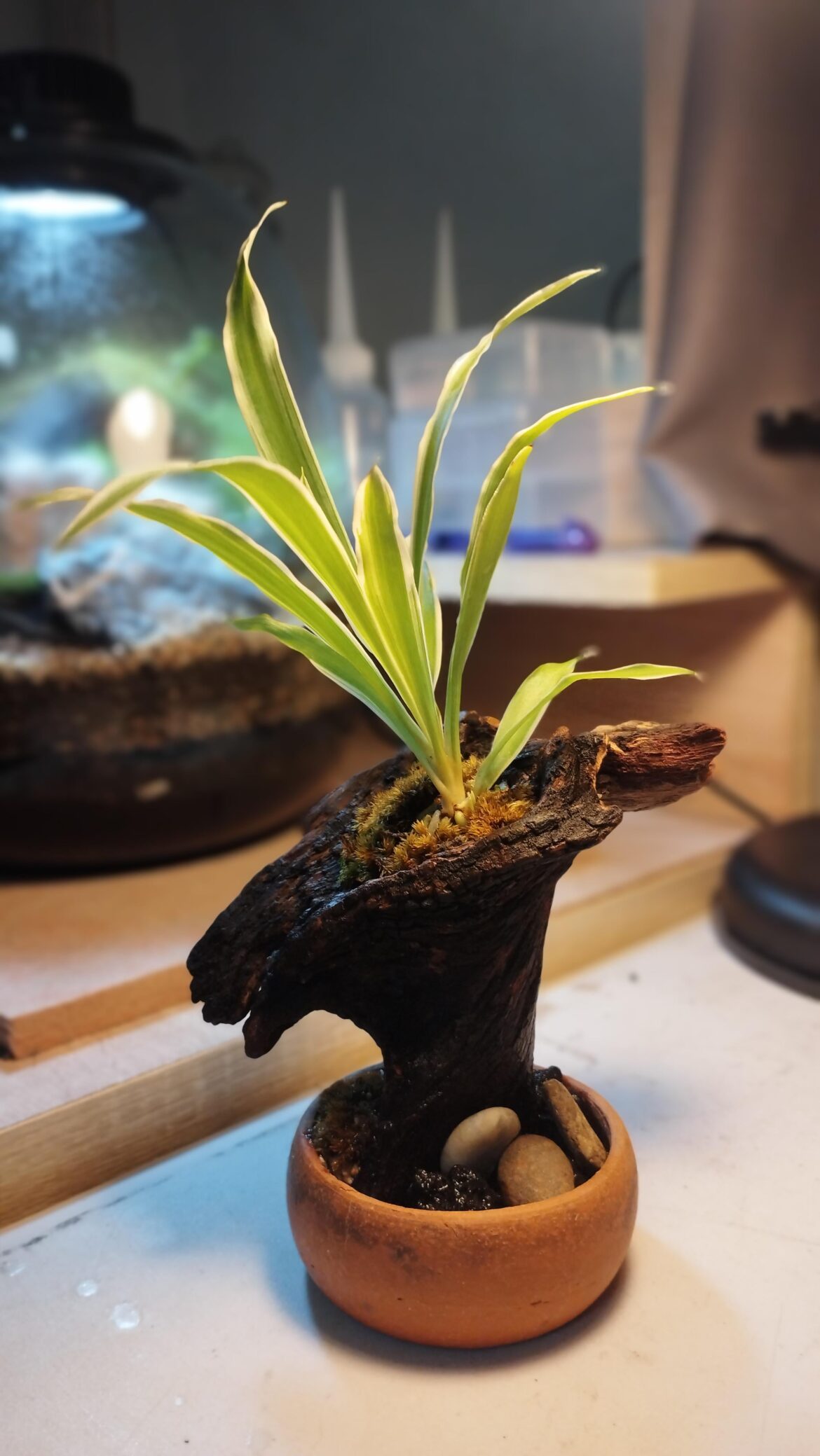 Ton Setthi Ruean Nai (Scientific name: Cholorophytum comosum 'Vittatum')