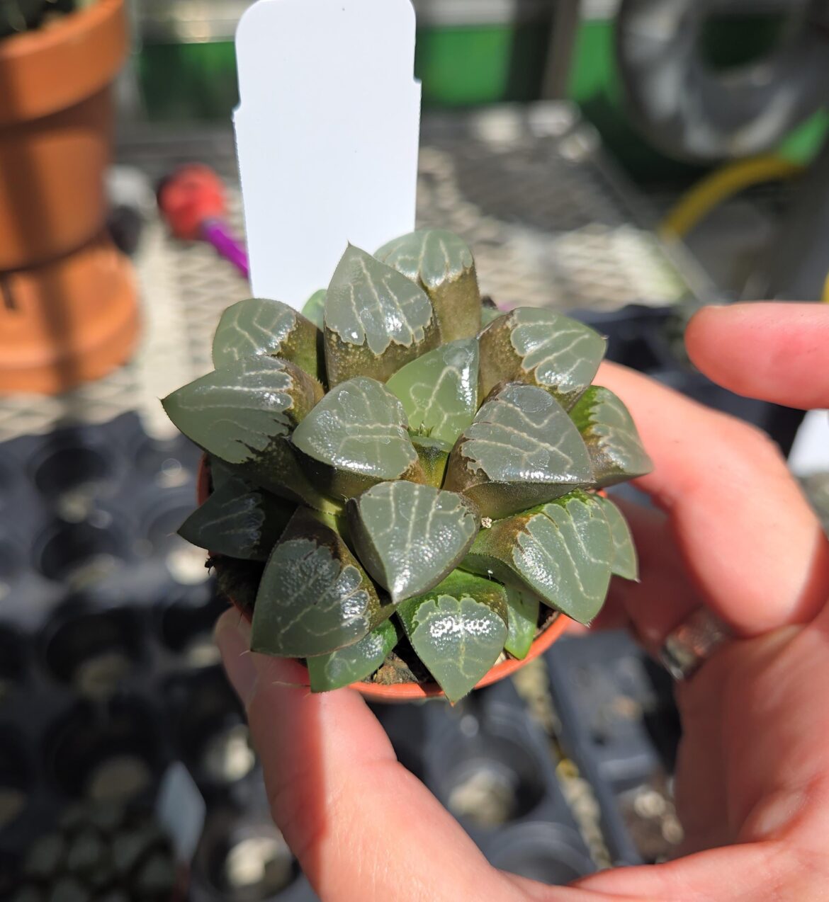 I just got this guy and need some advice, please.