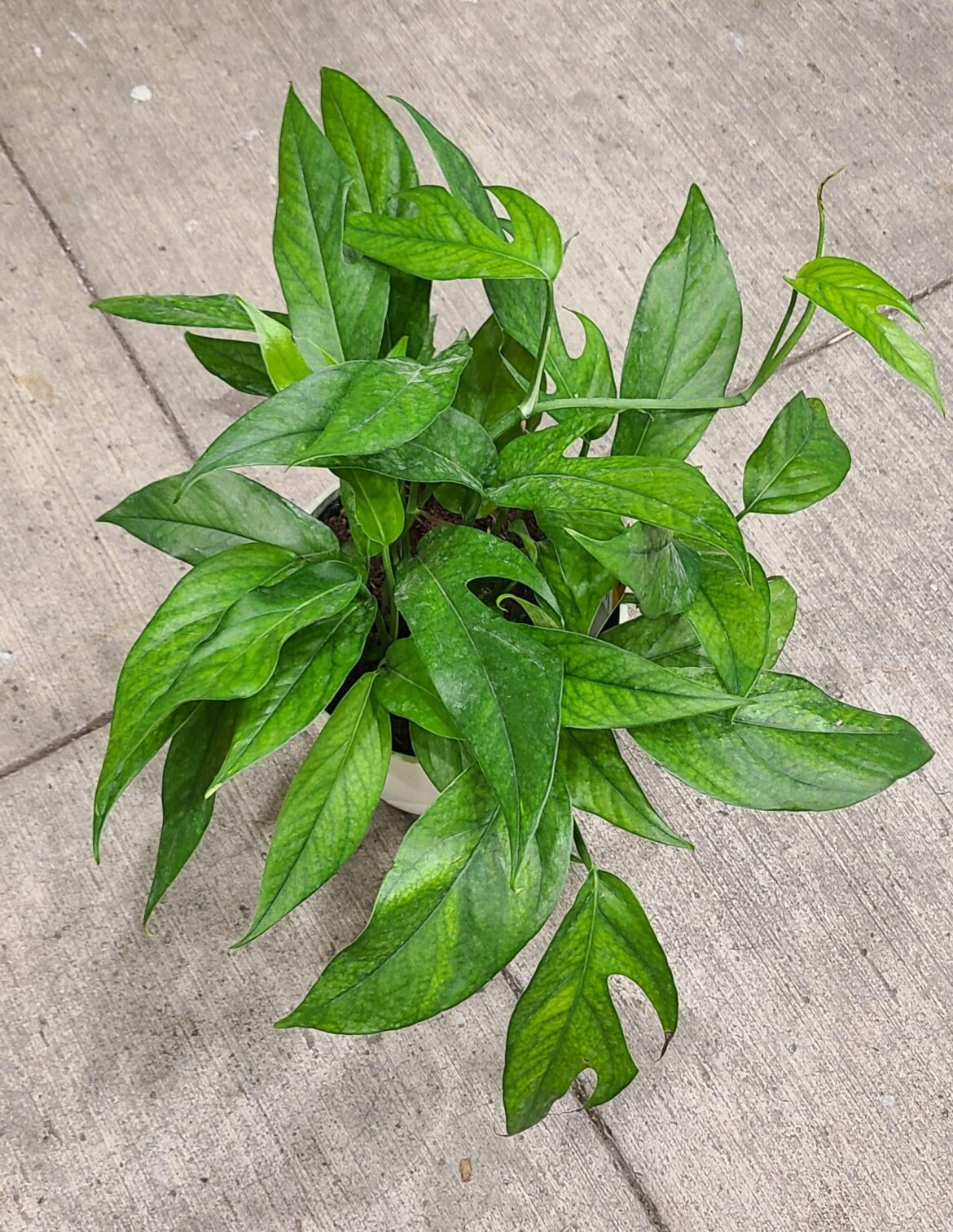 I just got this Baltic Blue at Lowe's. Lighter green than my other one.