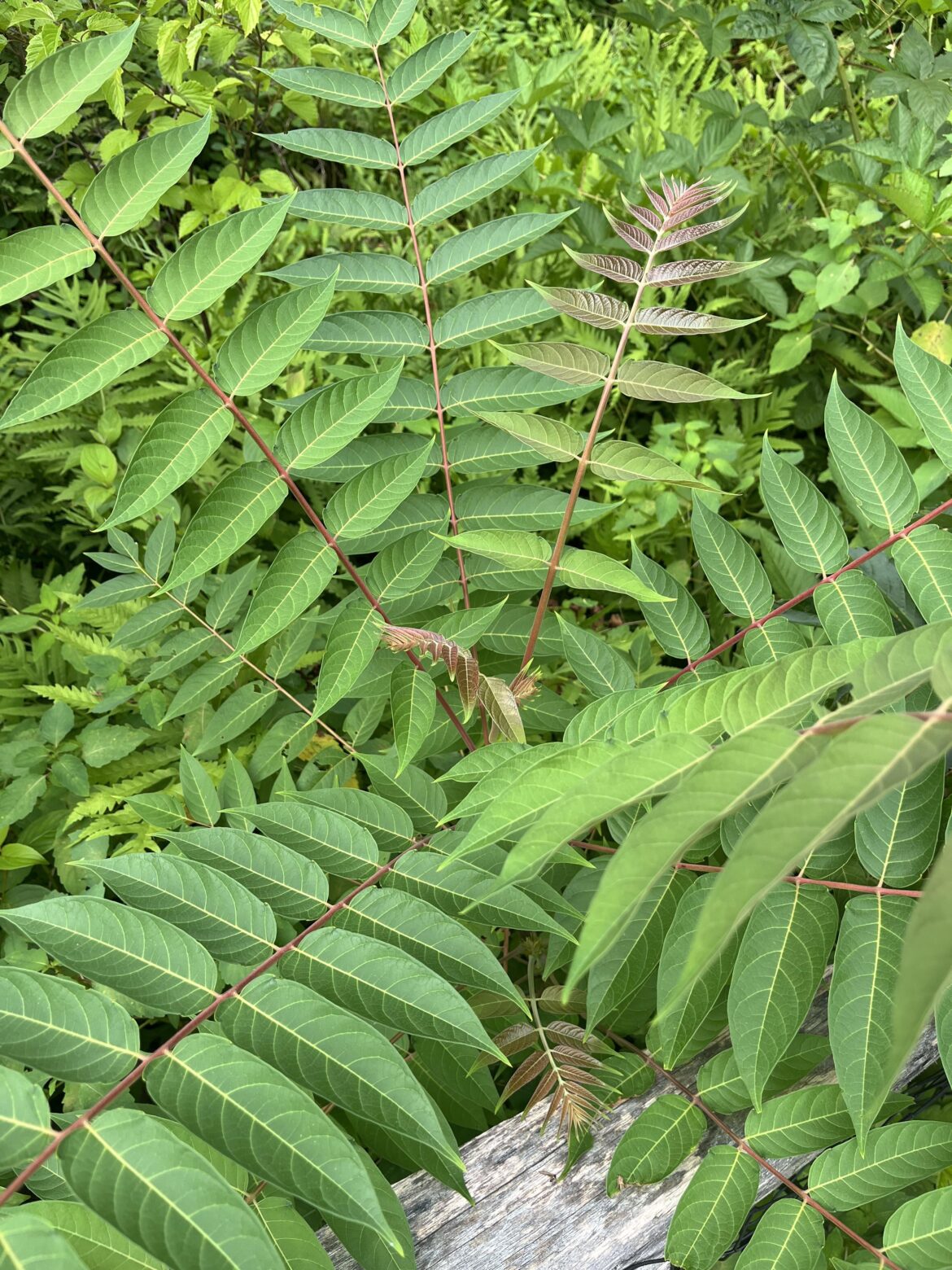 Just noticed this tree on my property - how to get rid of it?