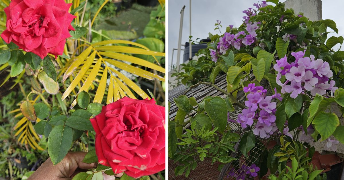 Good soil and vermicompost is of utmost importance to have a home garden thrive 