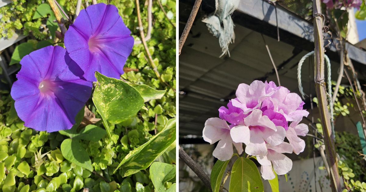 Flowers like Morning Glory (L) and Garlic Vine (R) fill Syed's Bengaluru home 