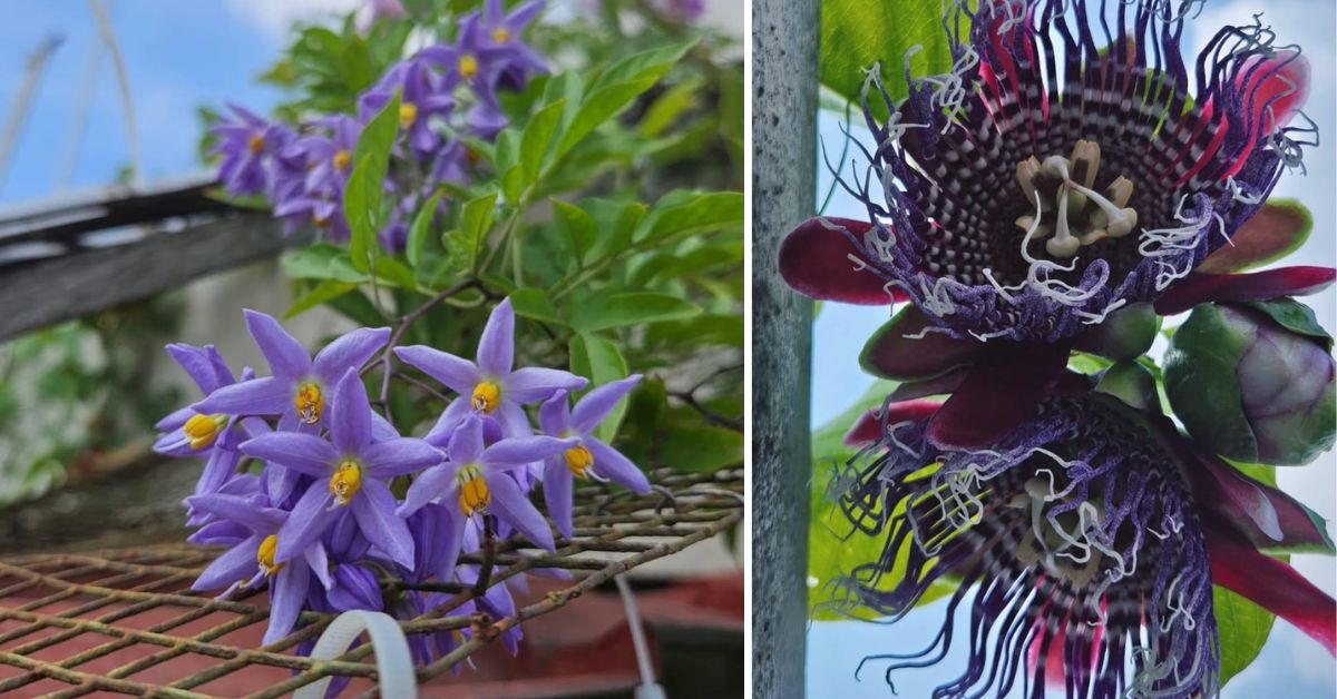 Syed's home garden is coloured with plants like the Brazilian Nightshade (L) and Passion Fruit plant (R)