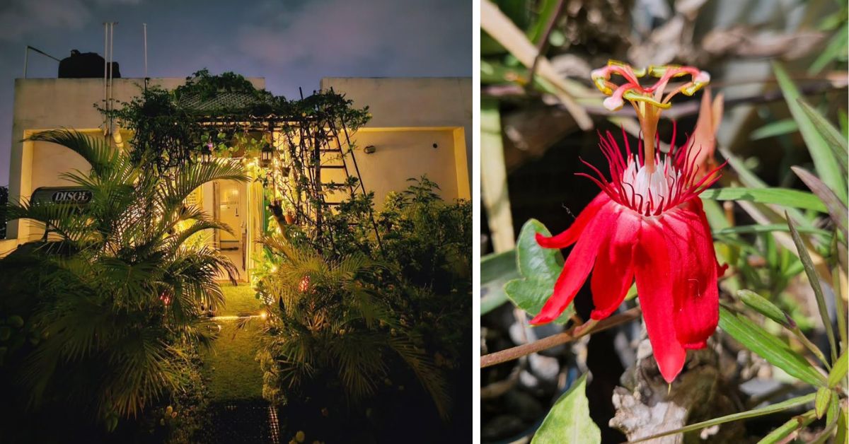 Syed's home in Bengaluru is a green paradise; his garden is filled with some unique plants like the Passiflora (R)