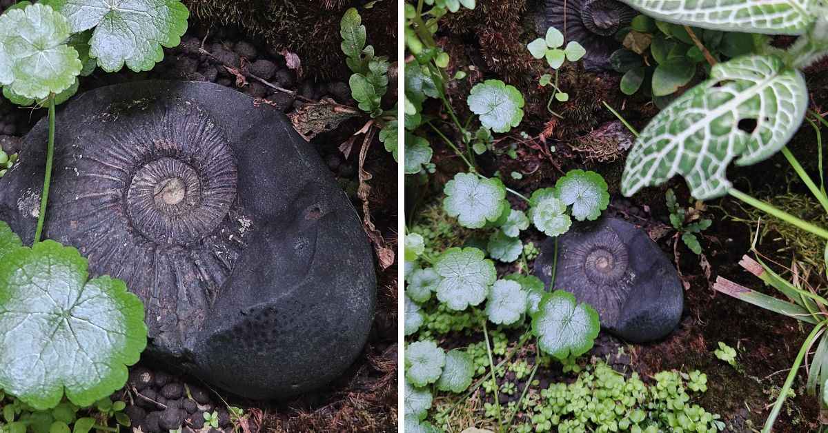 Syed's home garden features a 60-million-year-old fossil ammonite 