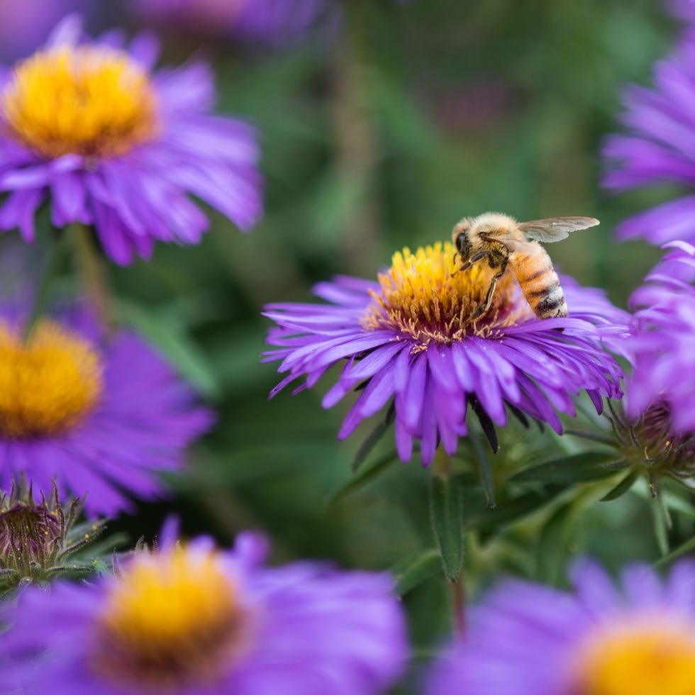 a honeybee at work on purple aster flowers