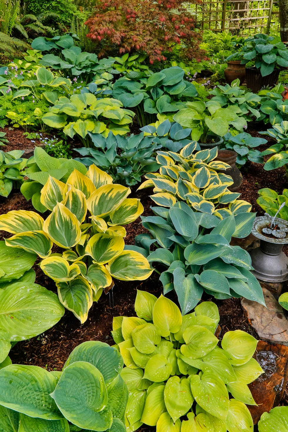 best shade perennials hosta
