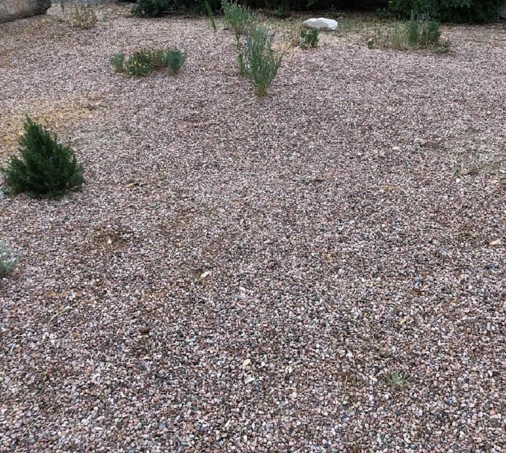 Gardens like this one that include native plants boost biodiversity and support pollinators, which are critical to our food supply. 