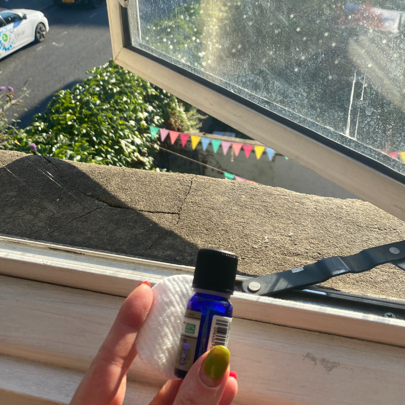 How-to-get-rid-of-flying-ants howtogetridofflyingants